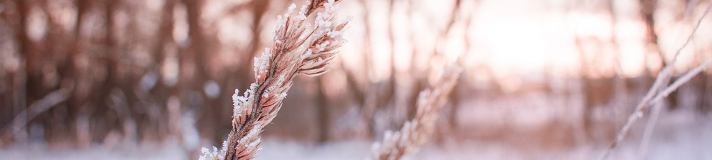 Winter Wheat promotion image. This images feature a zoom in on a piece of grain, dusted lightly in snow.